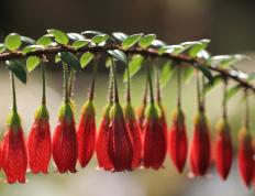 世俱杯2025-魔术速胜深圳队，英格拉姆末节接管比赛，一场个人英雄主义的华丽演出