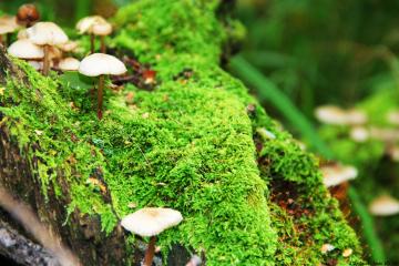 世俱杯2025-布鲁诺状态火热，NBA季后赛之夜的火焰传奇