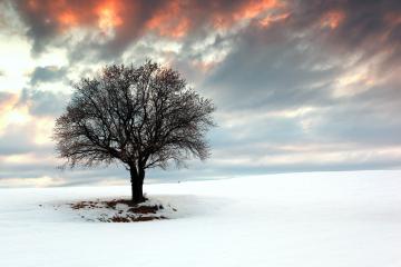 世俱杯分组-压制与一刀封喉，当马赛用战术绞索勒住多特蒙德的呼吸
