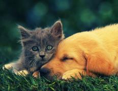 世俱杯决赛-三笘薰全程高能输出！阿森纳对阵苏格兰友谊赛的激情之夜