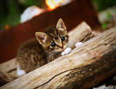 世俱杯改制-巅峰对决，速度、旋律与团队的胜利交响