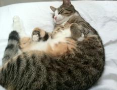 世俱杯-奥利维耶，刺穿高卢雄鸡心脏的冷冽利刃