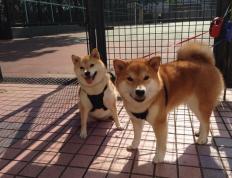 世俱杯时间-东决关键战之夜，塔图姆让比赛提前失去悬念