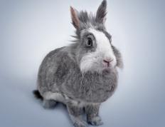 世俱杯决赛-终章与序曲，当爱尔兰终结贝蒂斯，基米希于抢七夜升起