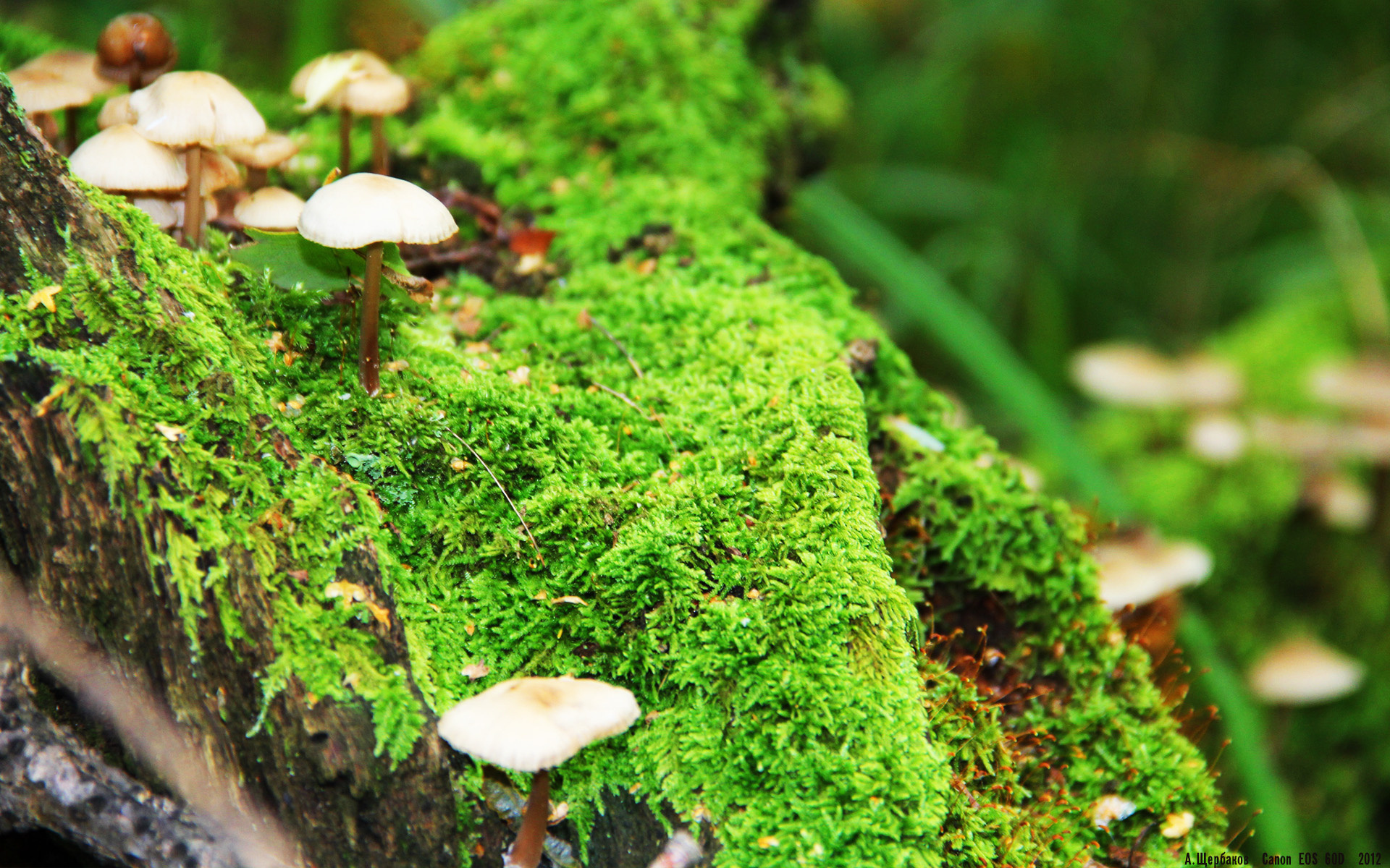 世俱杯2025-布鲁诺状态火热，NBA季后赛之夜的火焰传奇