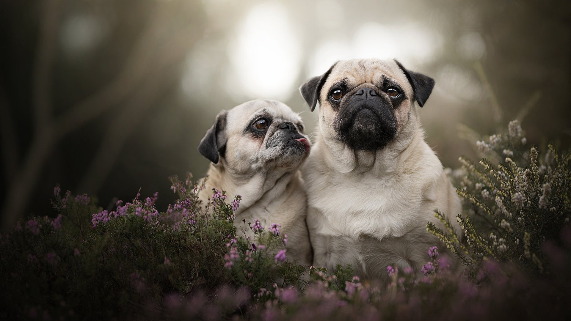 世俱杯分组-逆转之师与孤本教科书，当团队韧性遇见个人艺术的篮球启示