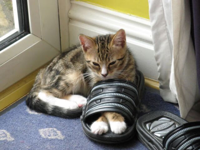 世俱杯分组-当太阳队遇见法拉利,跨界体育模拟大赛的战术交响