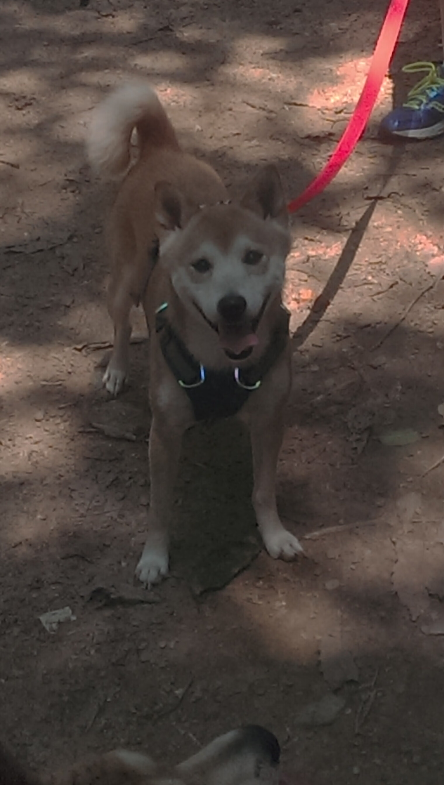 世俱杯改制-巴斯托尼一手掌控风云,国际米兰加拿大之战破茧突围