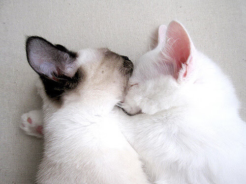 世俱杯赛程-北非风暴席卷安菲尔德,孙兴慜化身胜负手,摩洛哥奇迹绝杀利物浦