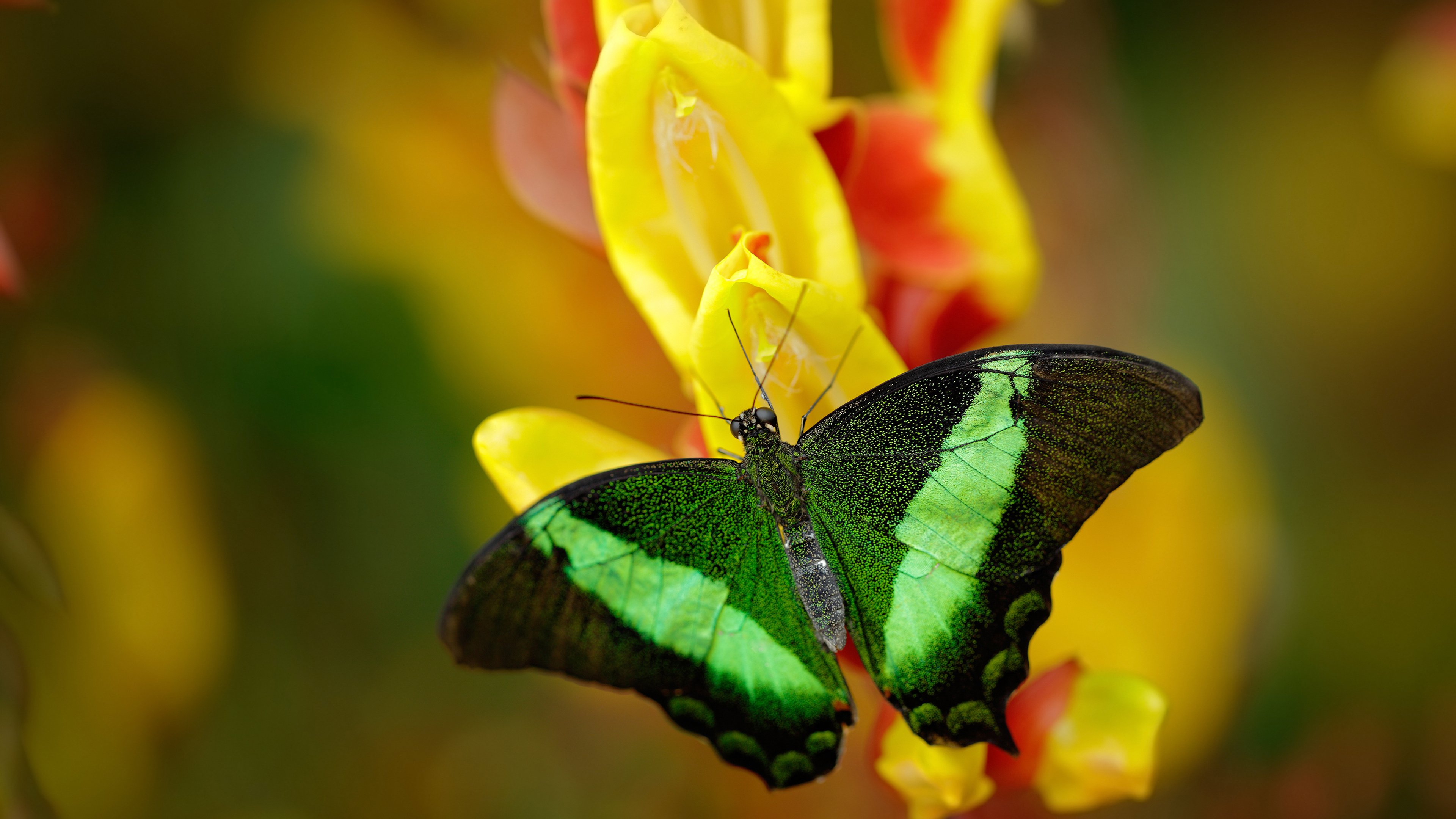 世俱杯改制-神兵天降!米切尔一剑封喉,奇才逆袭雷霆挺进次轮