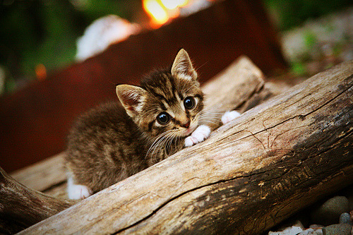 世俱杯改制-巅峰对决，速度、旋律与团队的胜利交响