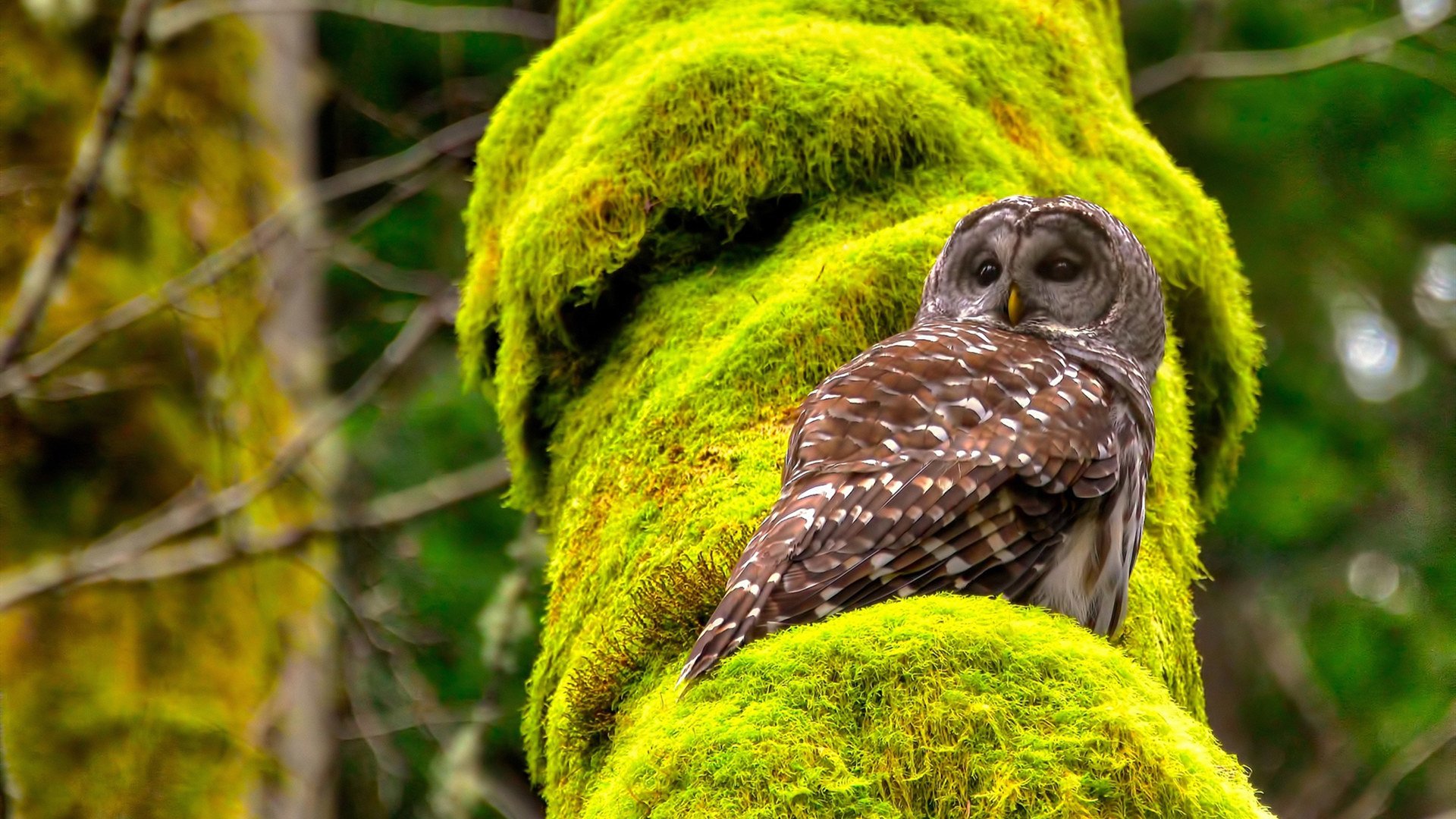 世俱杯-门迪立柱前展神威，韩国火力为何能掀翻巴斯克雄狮？