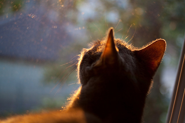 世俱杯奖金-舞台之上，当国王挑战火箭，见证约基奇法则的统治力