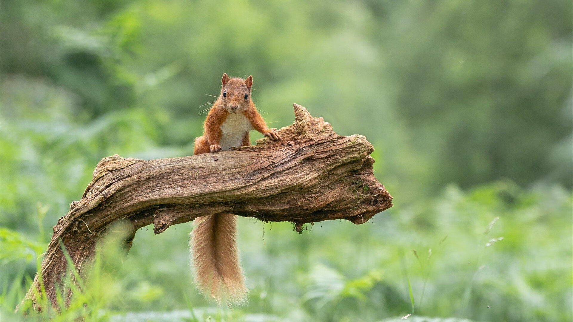 世俱杯时间-硬仗价值，从劳塔罗的封王到摩纳哥的豪赌，现代足球的终极答案？
