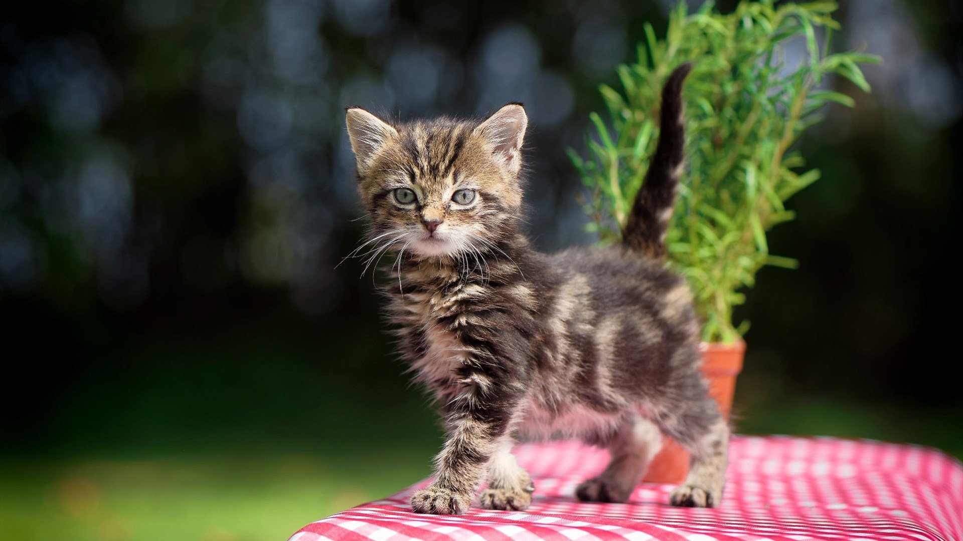 世俱杯奖金-轻取与证明，篮球场上的两种权力更迭